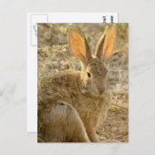 Wüste Cottontail Rabbit Postkarte (Vorne/Hinten)