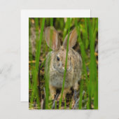 Wüste Cottontail Rabbit Postkarte (Vorne/Hinten)