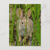 Wüste Cottontail Rabbit Postkarte (Vorderseite)