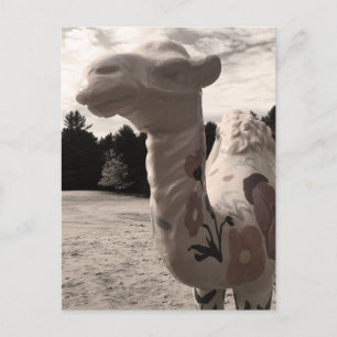 Wüste der Maine Postkarte