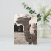 Wüste der Maine Postkarte (Stehend Vorderseite)