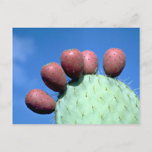 Wüste der Opuntia megacantha (Prickelbirne) Postkarte