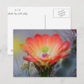 Wüste in Bloom Postkarte (Vorne/Hinten)