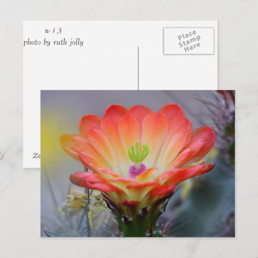 Wüste in Bloom Postkarte (Vorne/Hinten)