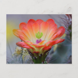 Wüste in Bloom Postkarte