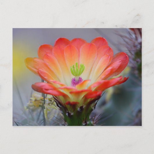 Wüste in Bloom Postkarte (Vorderseite)