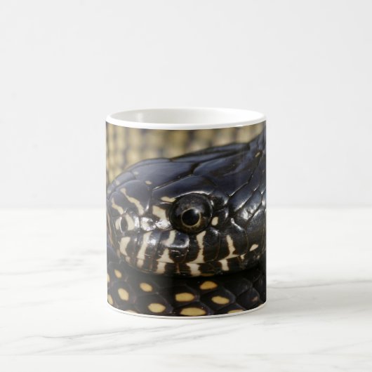 Wüste Kingsnake Tasse (Mittel)