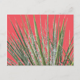 Wüste Pflanze Garden Postkarte