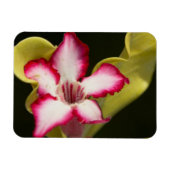 Wüste-Rose (Adenium Obesum), Südafrika Magnet (Horizontal)