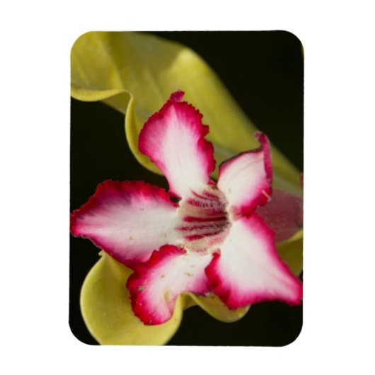 Wüste-Rose (Adenium Obesum), Südafrika Magnet (Vertikal)