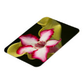 Wüste-Rose (Adenium Obesum), Südafrika Magnet (Linke Seite)