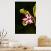 Wüste-Rose (Adenium Obesum), Südafrika Poster (Küche)