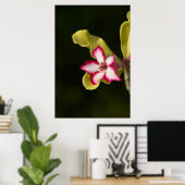 Wüste-Rose (Adenium Obesum), Südafrika Poster (Heimbüro)