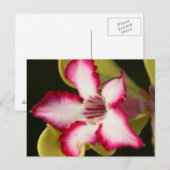 Wüste-Rose (Adenium Obesum), Südafrika Postkarte (Vorne/Hinten)