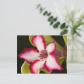 Wüste-Rose (Adenium Obesum), Südafrika Postkarte (Stehend Vorderseite)