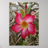 Wüste Rose Blume Poster (Vorne)