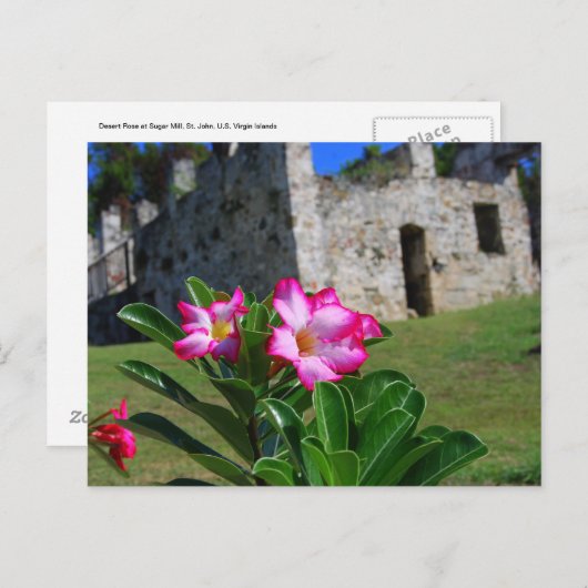 Wüste Rose in der Zuckerhütte, St. John, USA, V.I. Postkarte (Vorne/Hinten)