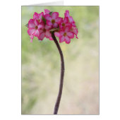 Wüste-Rose in Rosa (Vorne)