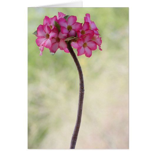 Wüste-Rose in Rosa (Vorne)