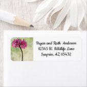 Wüste-Rose in Rosa (Insitu)