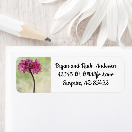 Wüste-Rose in Rosa (Insitu)