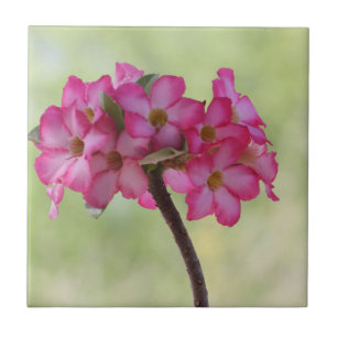 Wüste-Rose in Rosa Fliese