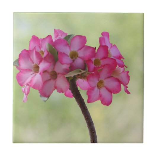 Wüste-Rose in Rosa Fliese (Vorderseite)
