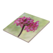 Wüste-Rose in Rosa Fliese (Seite)