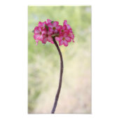 Wüste-Rose in Rosa Fotodruck (Vorne)
