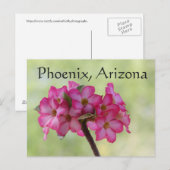 Wüste Rose in rosa Phoenix, AZ Postkarte (Vorne/Hinten)