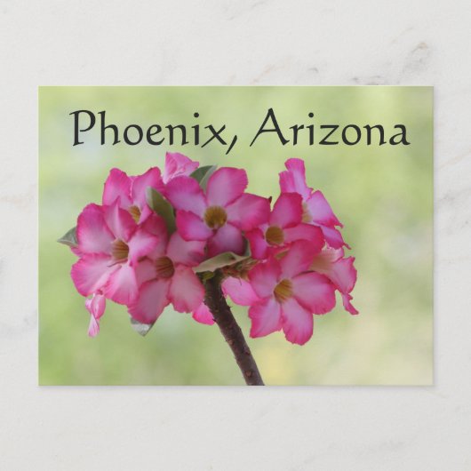 Wüste Rose in rosa Phoenix, AZ Postkarte (Vorderseite)