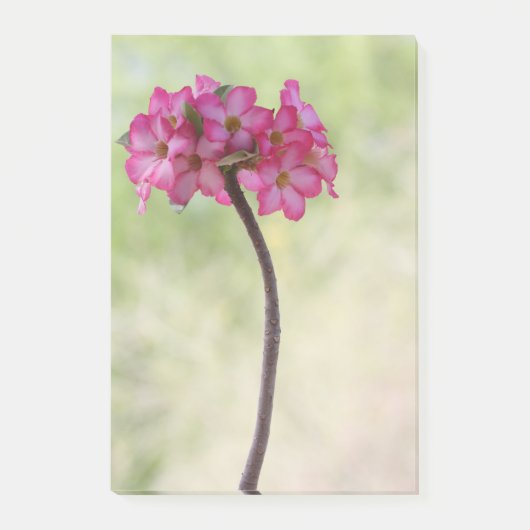 Wüste-Rose in Rosa Post-it Klebezettel (Vorderseite)