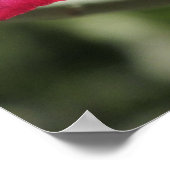 Wüste Rose Poster (Ecke)