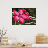 Wüste Rose Poster (Küche)