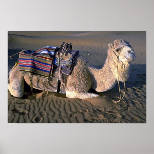 Wüste Sahara in der Nähe von Merzouga, Marokko Poster (Vorne)