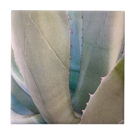 Wüste Südwestbotanisch Fliese