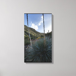 Wüste Südwestsotol Pflanze Landschaftlich Image Ar Leinwanddruck