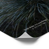 Wüste Südwestsotol Pflanze Landschaftlich Image Ar Poster (Ecke)