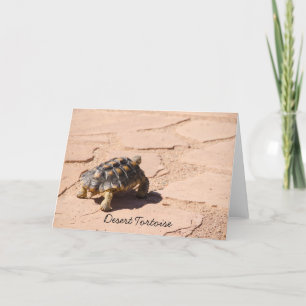 Wüste Tortoise Blank Grußkarte Karte