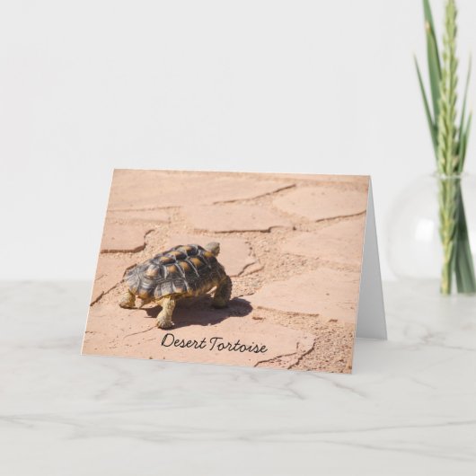 Wüste Tortoise Blank Grußkarte Karte (Vorderseite)