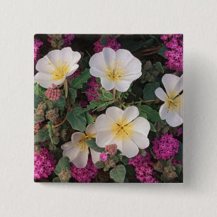 Wüsten-Abendprimel und Wüsten-Sand-Verbena, Button