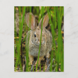 Wüsten-Baumwollschwanzkaninchen Postkarte