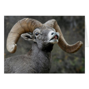 Wüsten-Bighorn-RAM