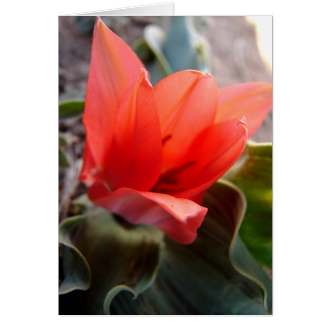 Wüsten-Blume (Vorne)