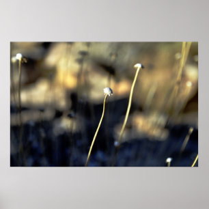 Wüsten-Blüte Poster