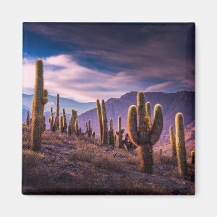 Wüsten   Cactus Landscape Argentinien Magnet