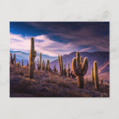 Wüsten | Cactus Landscape Argentinien Postkarte (Vorderseite)