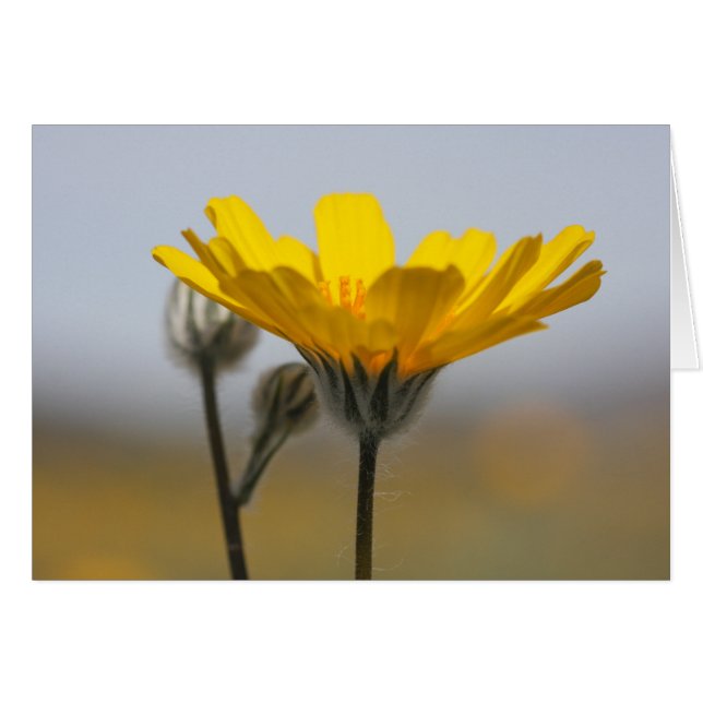 Wüsten-Dünen-Sonnenblume (Vorderseite (Horizontal))