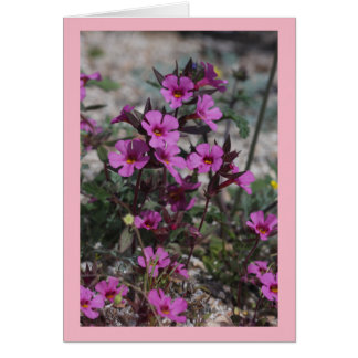 Wüsten-Frühlings-Wildblume Bigelows Affe-Blume