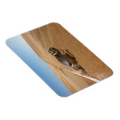 Wüsten | Namaqua Chameleon in der Wüste Magnet (Rechte Seite)